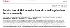 中国团队解析非洲猪瘟病毒精细三维结构