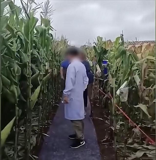 ▲网传贵阳一田间交流活动中，农业专家脚踩“地毯”考察玉米地。视频截图
